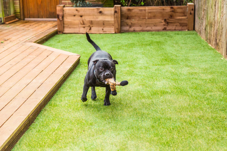 Applications Artificial Turf in Chicago 2 Dog enjoying new artificial turf install