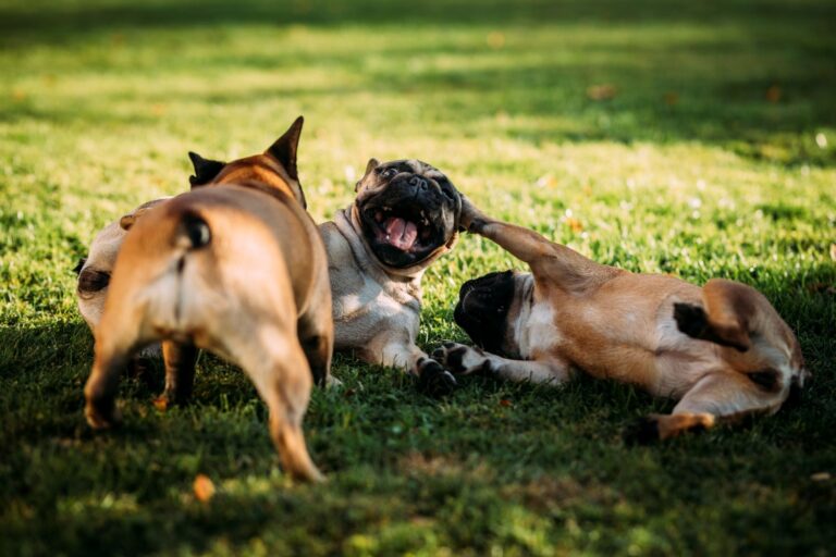 Pet-Friendly Backyard Arlington Heights